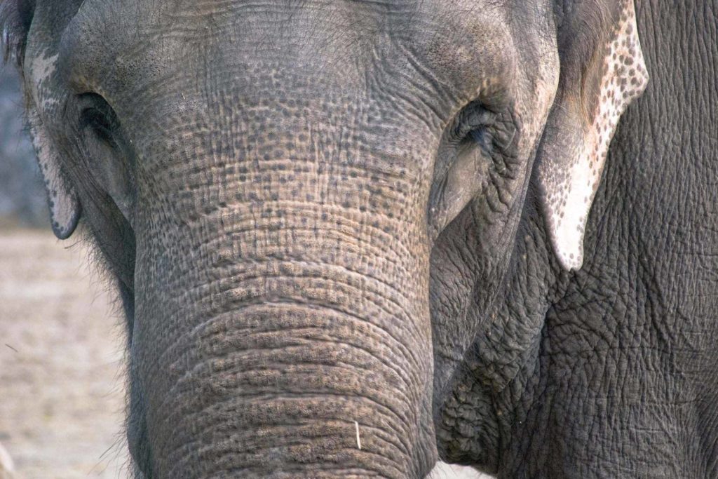 Asian elephant facing camera