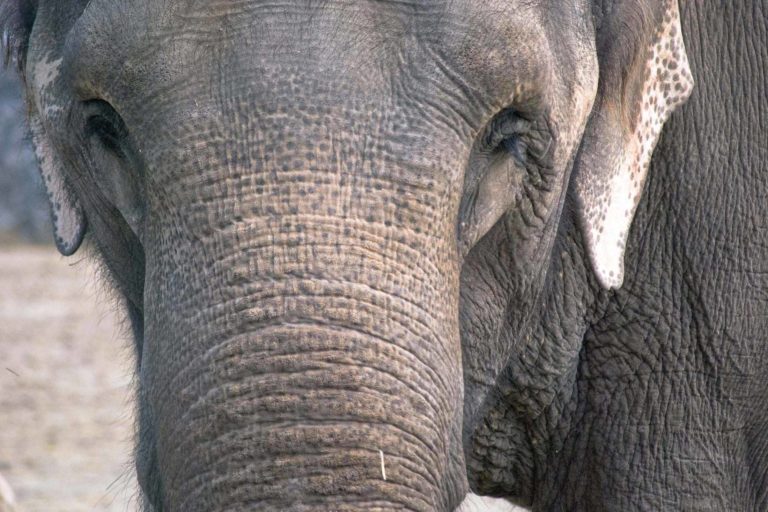 Asian elephant facing camera