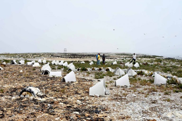 African Penguin Nestboxes