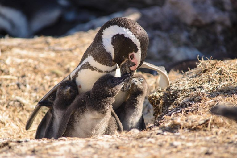 African penguin with chichs