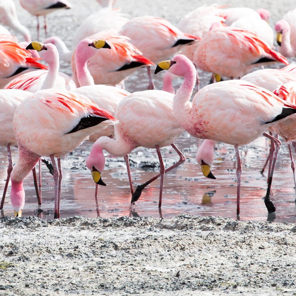 Andean flamingos