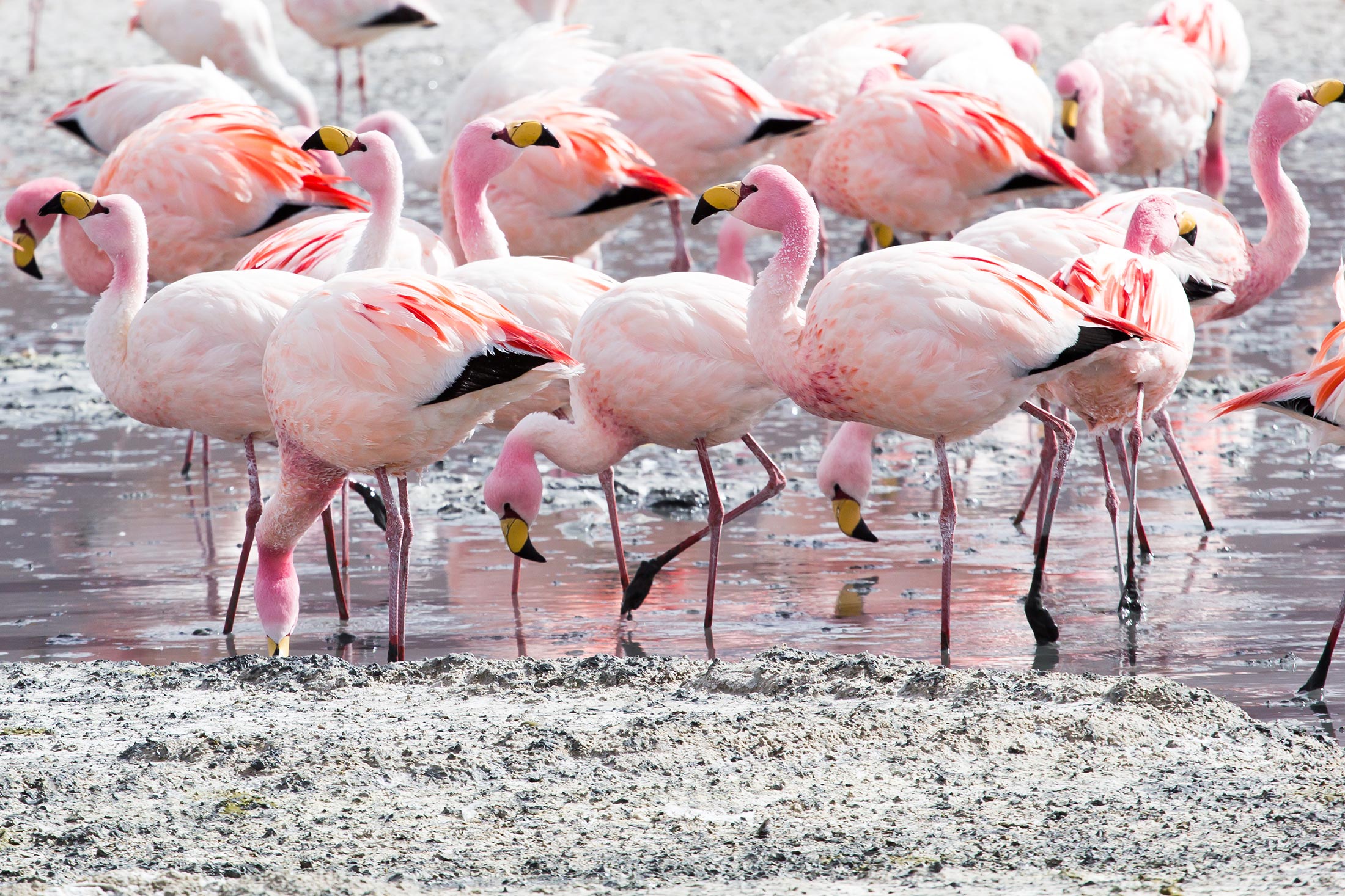 Tracking Vulnerable Andean Flamingos Conservation Nation