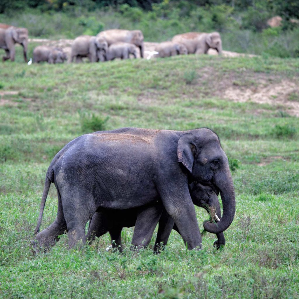 Asian Elephant Pair with Herd