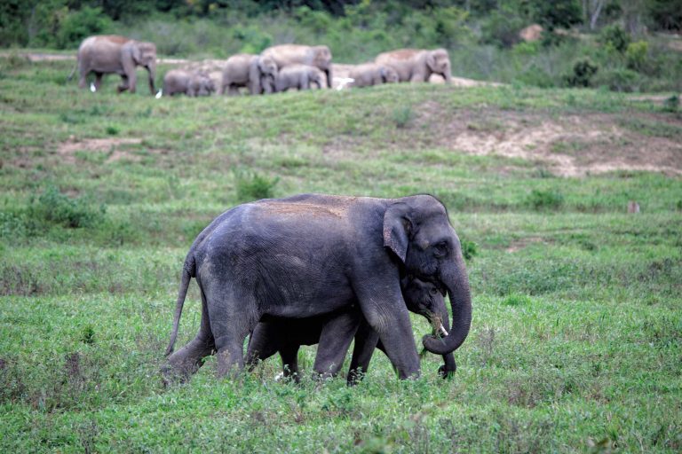 Asian Elephant Pair with Herd