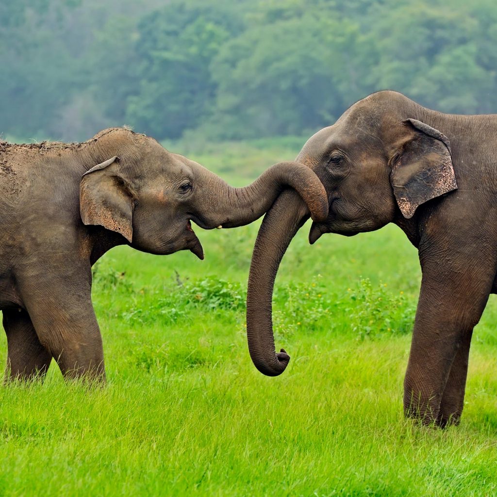 two Asian elephants with intertwined trunks standing on green grass