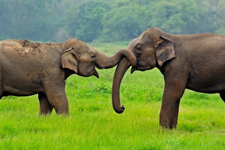 two Asian elephants with intertwined trunks standing on green grass