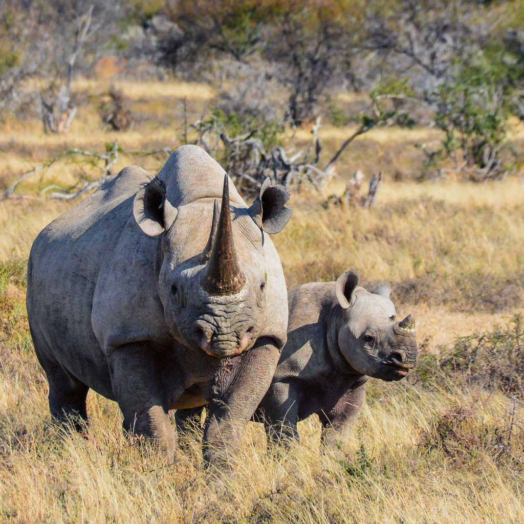 Black Rhinoceros Mother and Calf