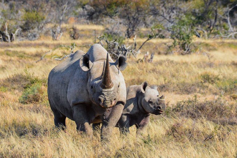 Black Rhinoceros Mother and Calf