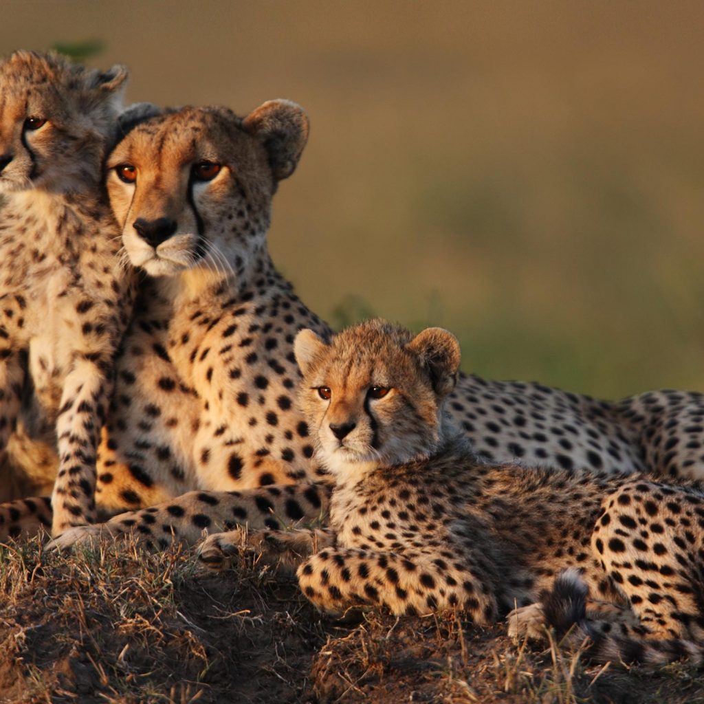 female cheetah with two cubs