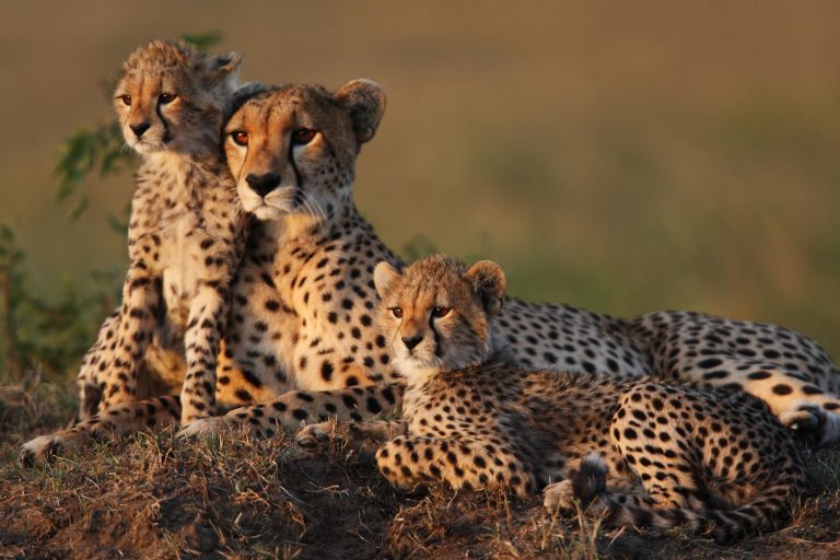 female cheetah with two cubs