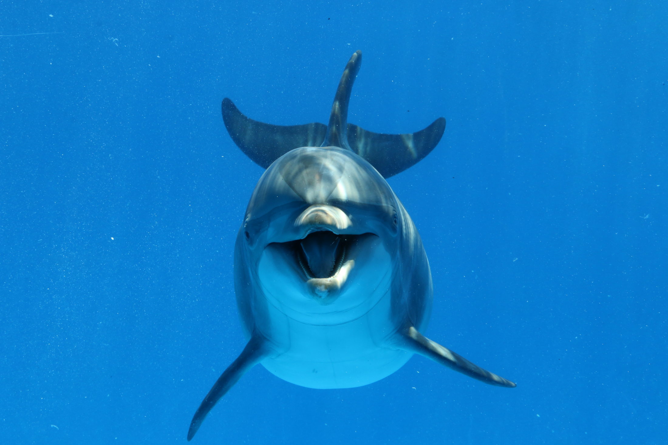 Bottlenose Dolphin