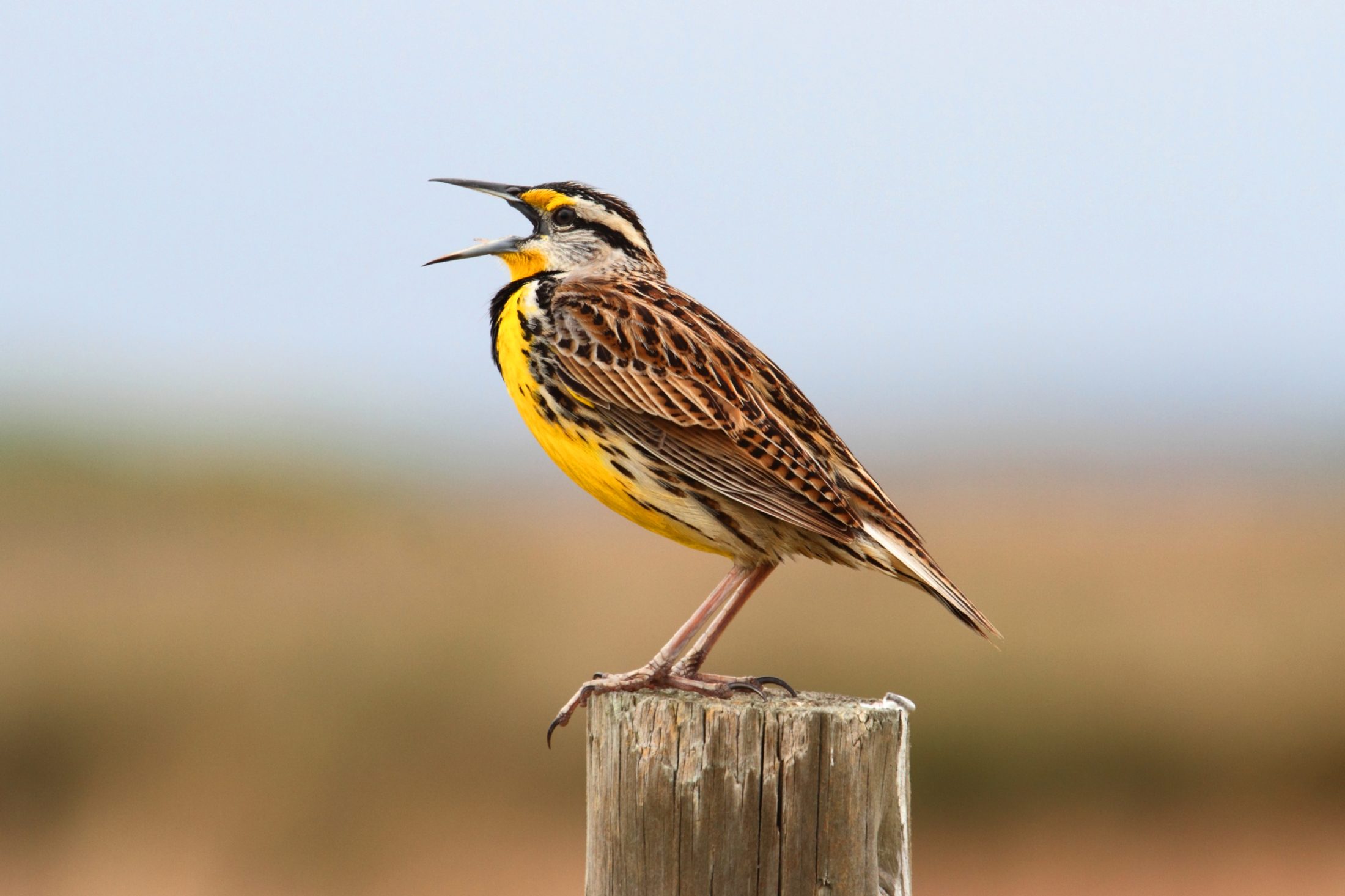 Eastern Meadowlark