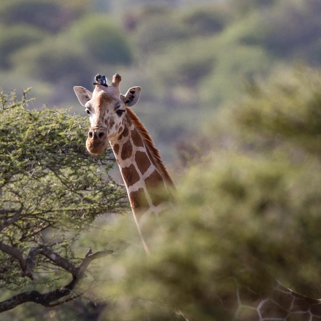 giraffe with tracker on ossicone