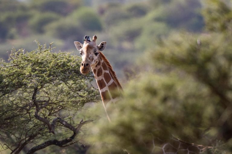 giraffe with tracker on ossicone