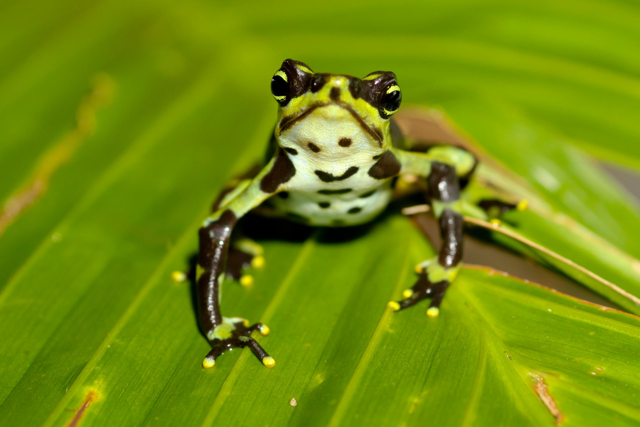 Restoring Central America's Frog Population Conservation Nation