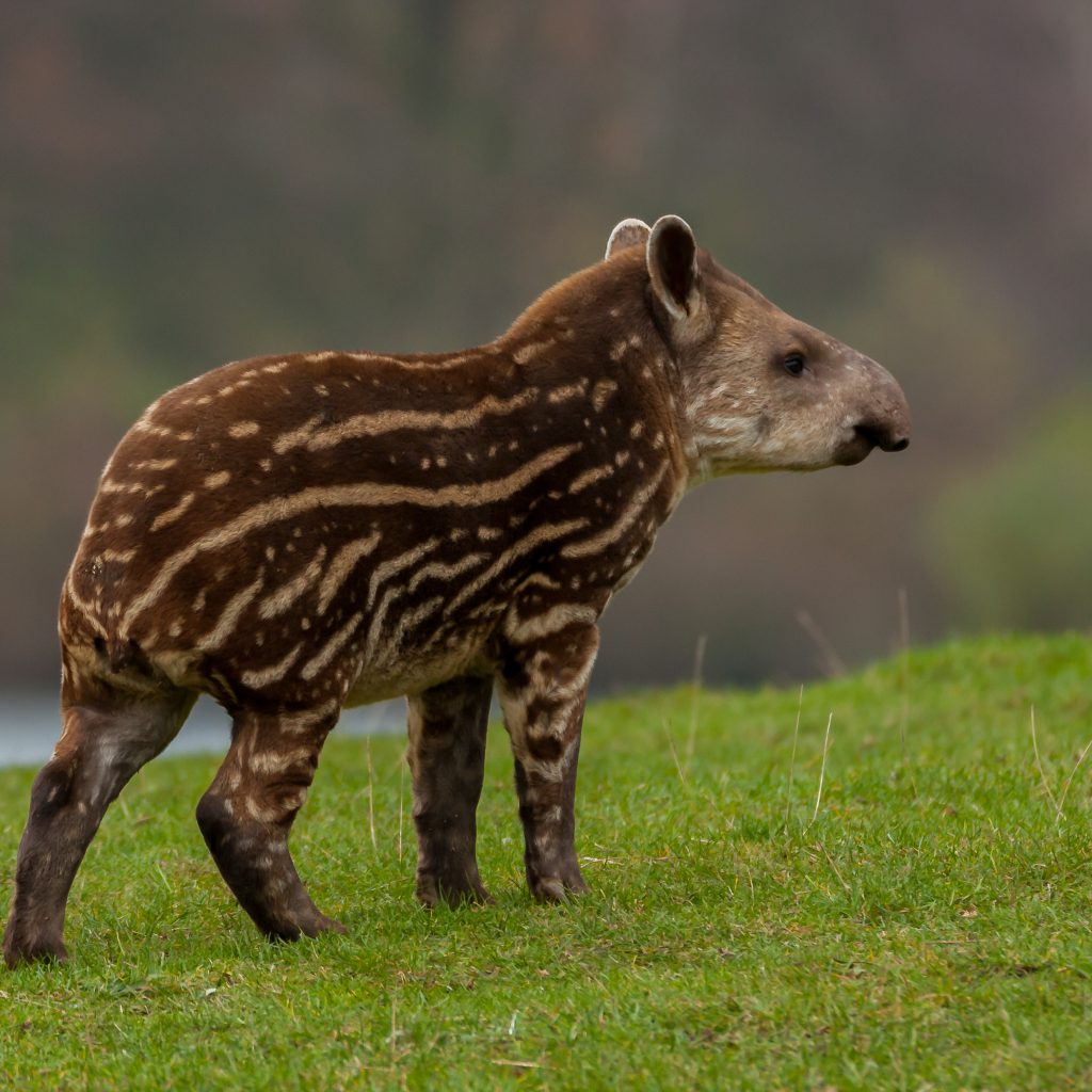 juvenile Lowland Tapir standing on grass