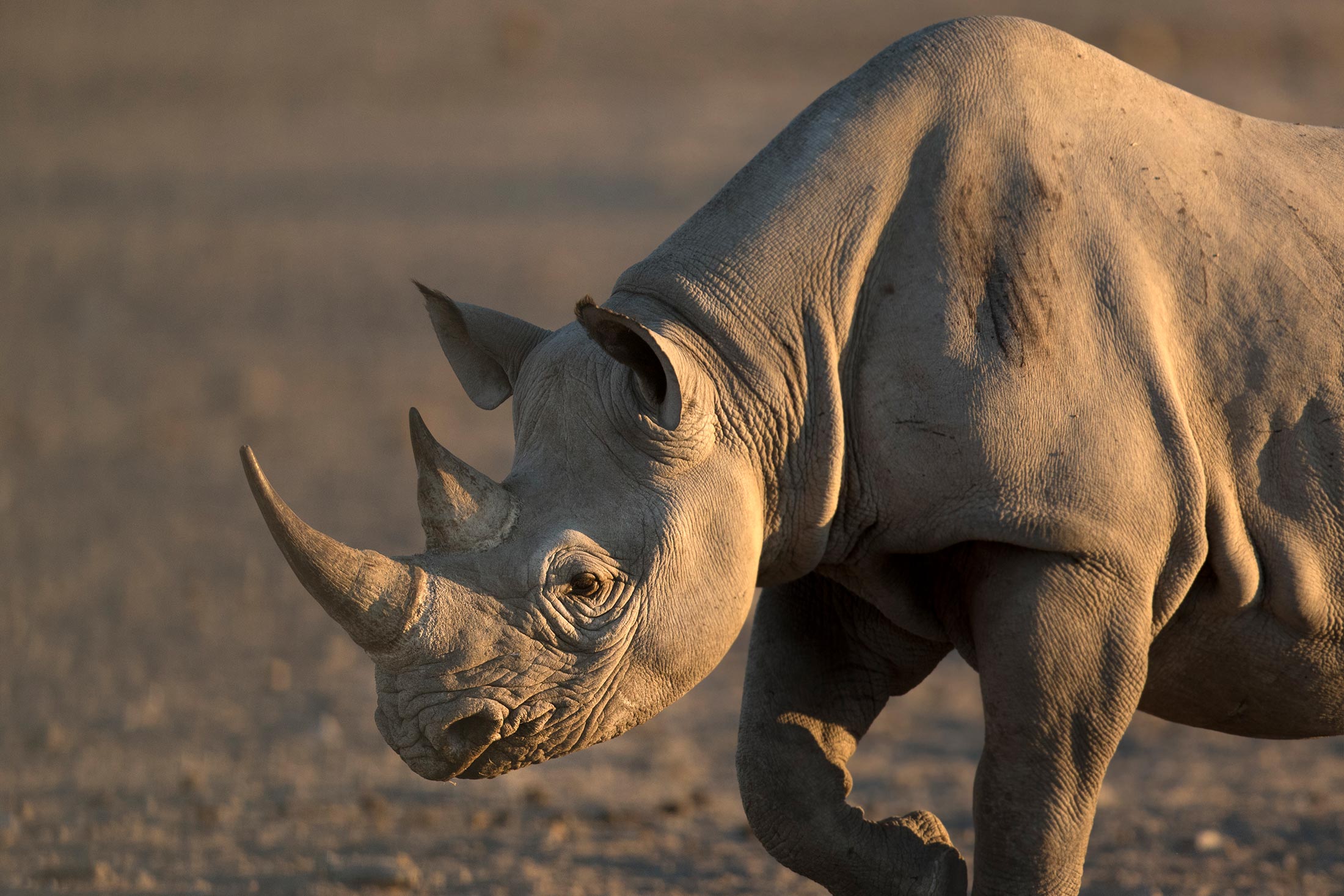 Providing Healthcare for Endangered Rhinos Conservation Nation