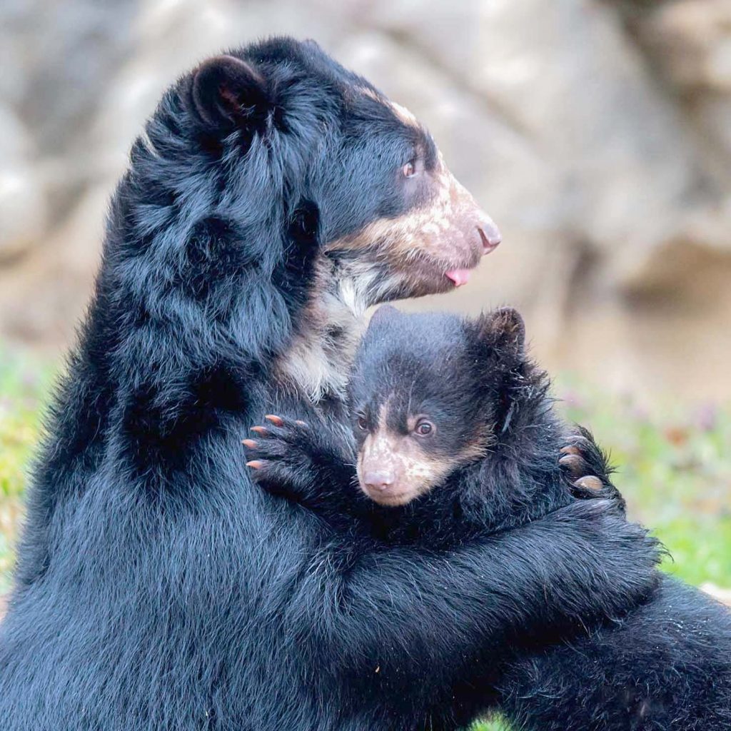 Andean bear mother with cub