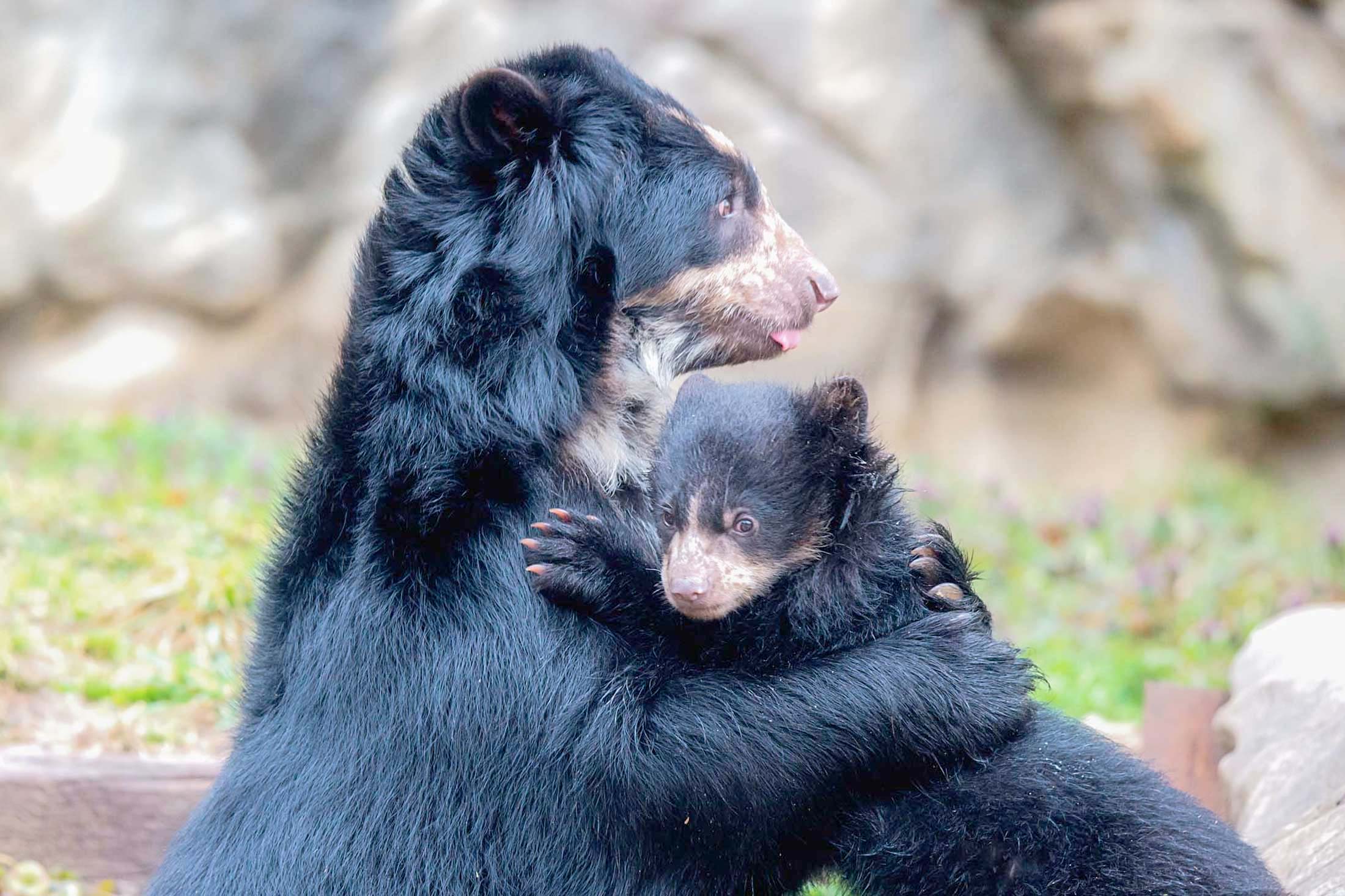 Andean bear mother with cub