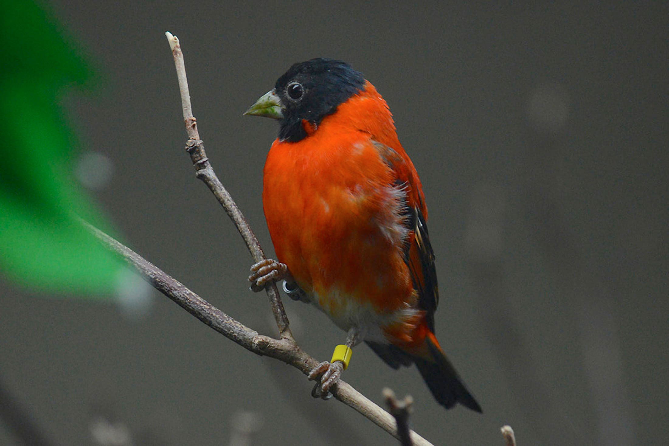 red siskin perched on a tree branch