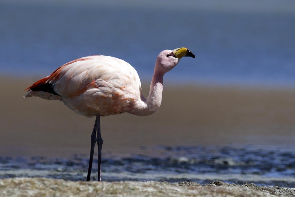Andean flamingo on the sand with water in the background