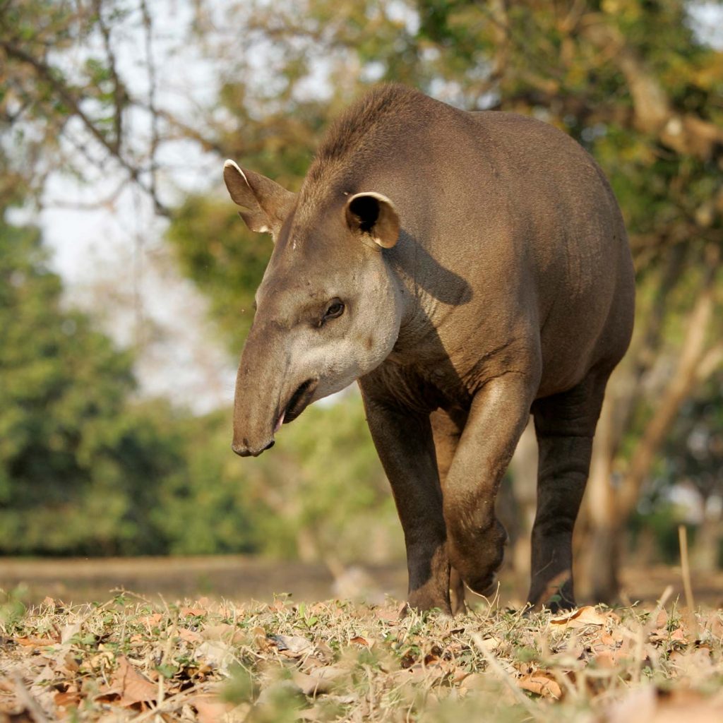 lowland tapir walking in grass