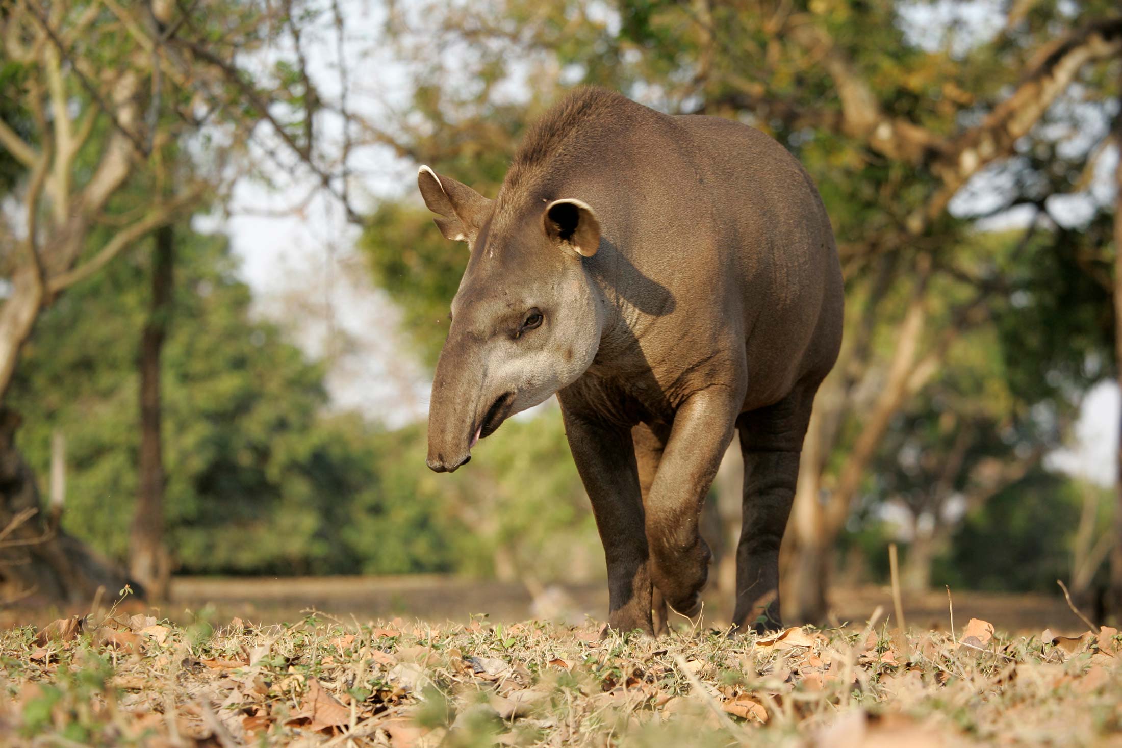 Lowland Tapir