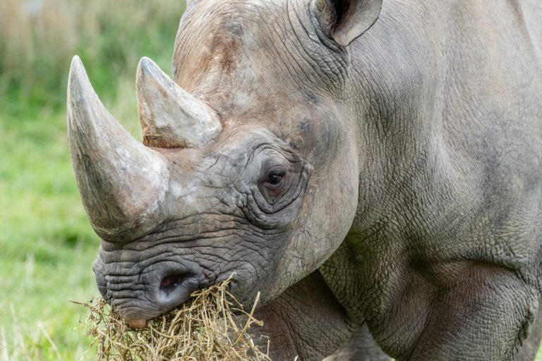 Eastern Black Rhino