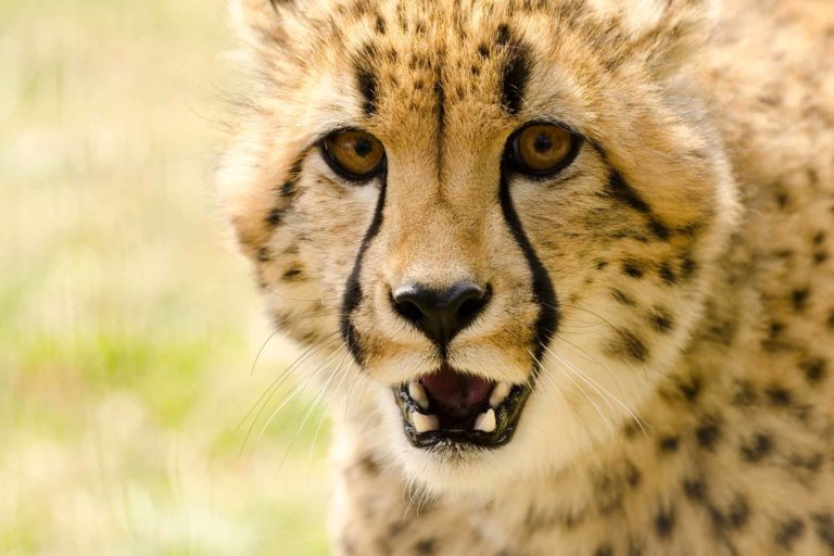 cheetah facing forward with open mouth