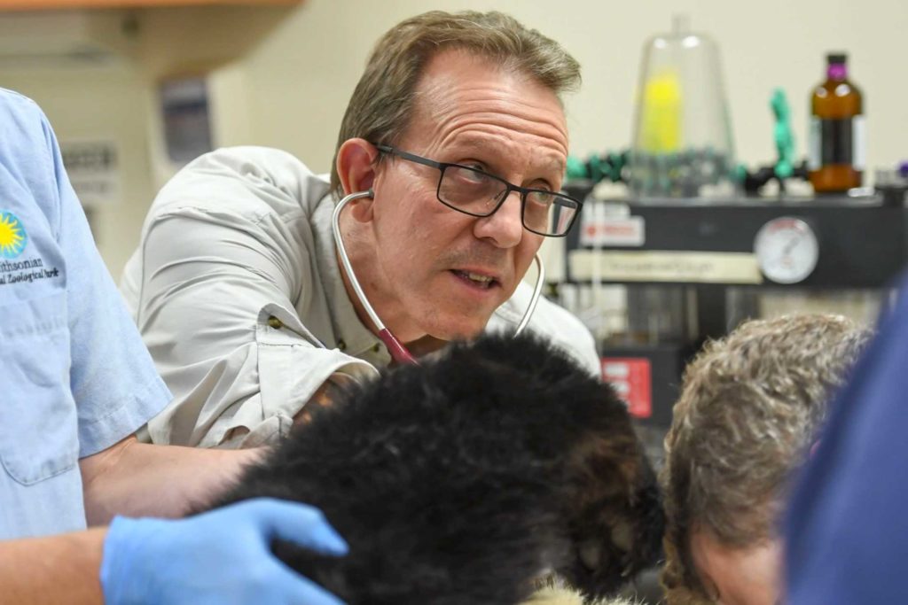 Dr. Don Neiffer examining giant panda cub