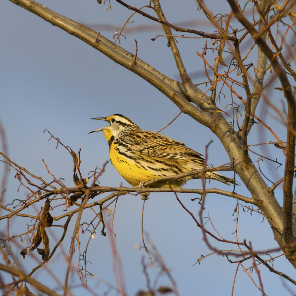 Bright yellow Eastern Meadowlark bird singing