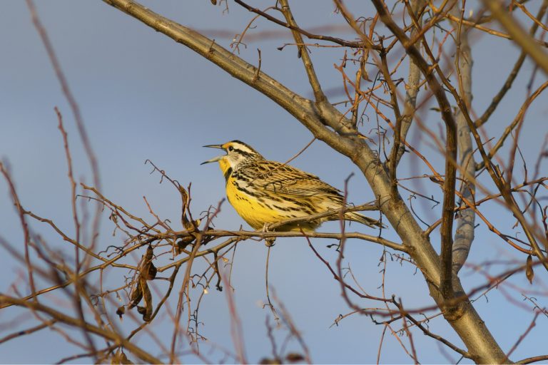 Bright yellow Eastern Meadowlark bird singing