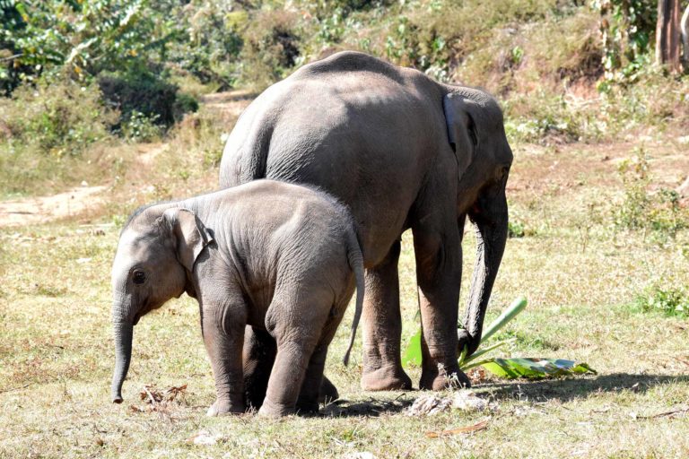 Asian elephant with calf on grass