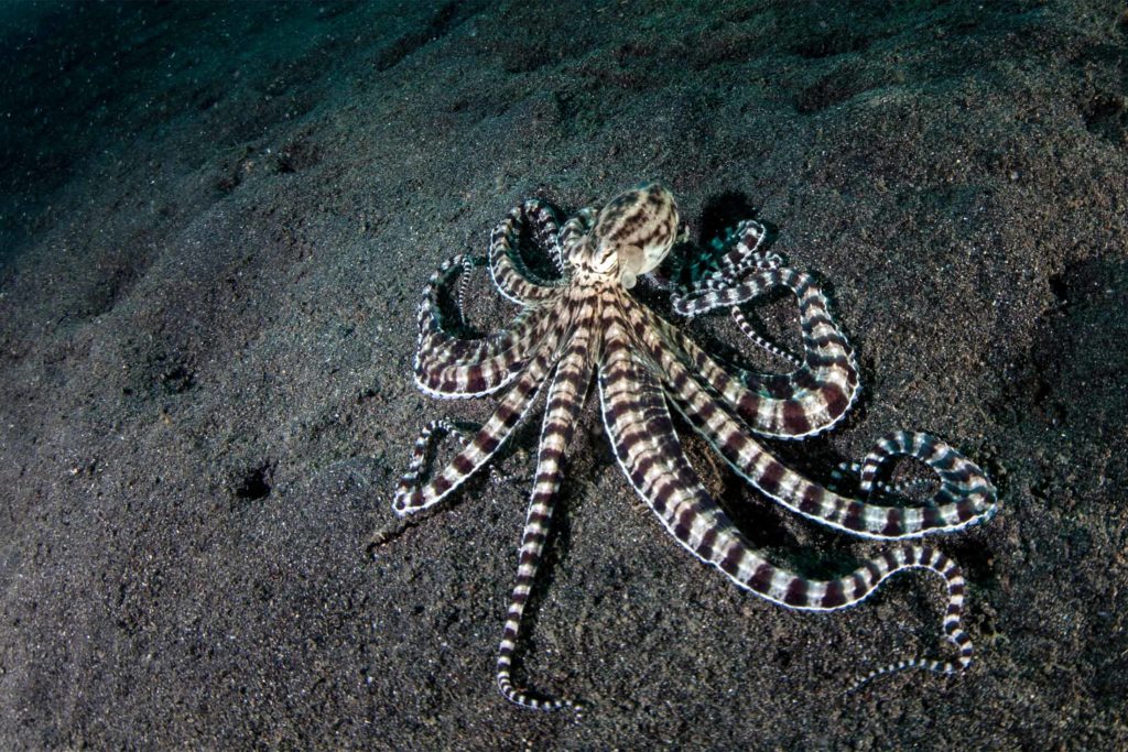 an octopus with stripes resting on the ocean floor