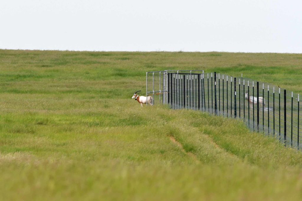 scimitar-horned oryx being wearing radio collars