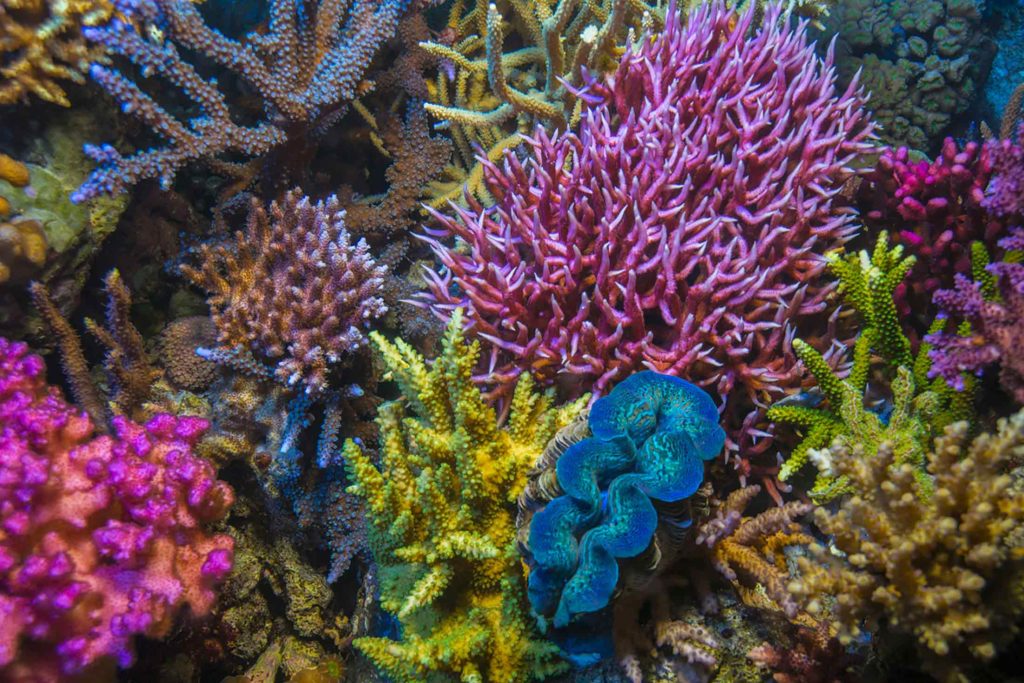 various colorful species of coral