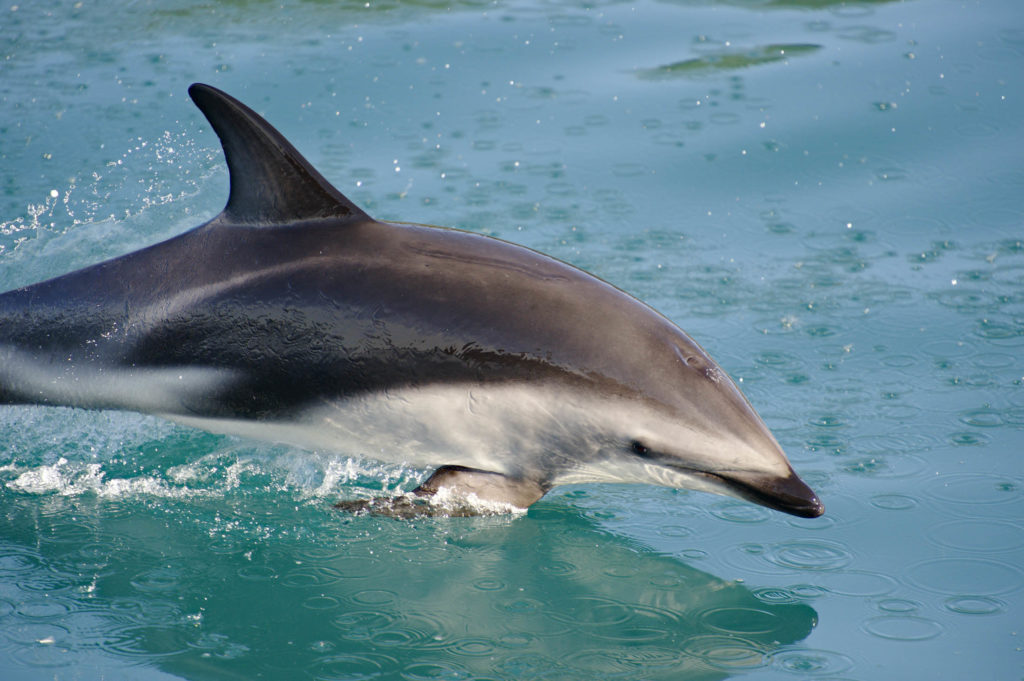 Dusky Dolphin swimming along the Kaikoura Coast.