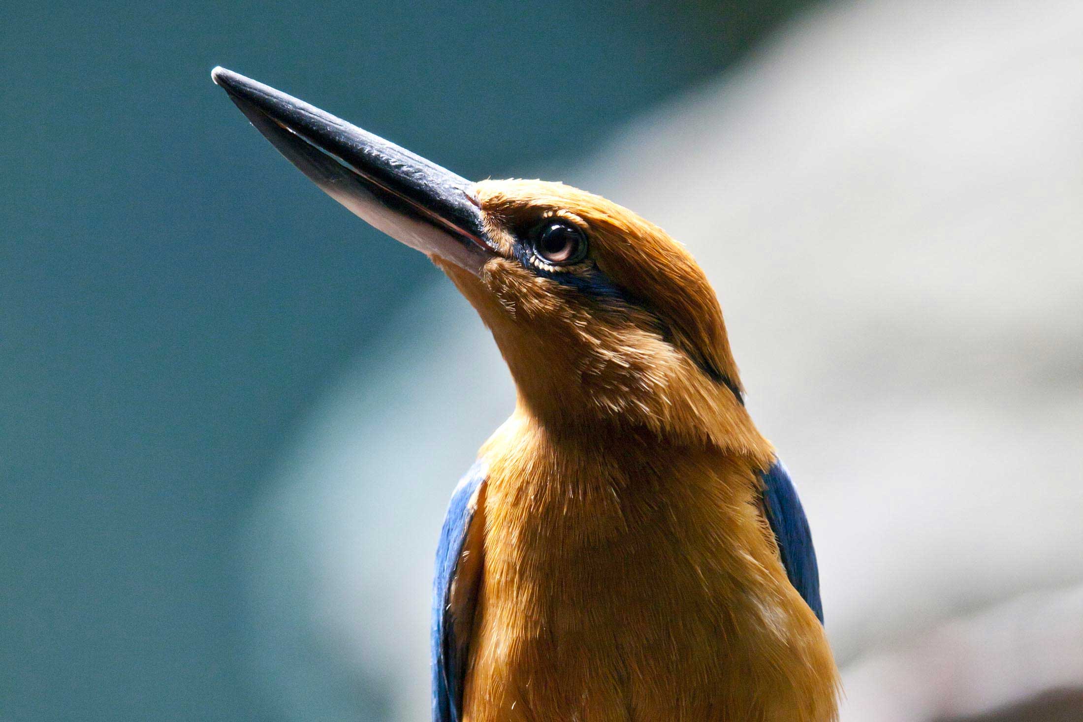 Setting the Stage for Rewilding the Guam Kingfisher - Conservation Nation