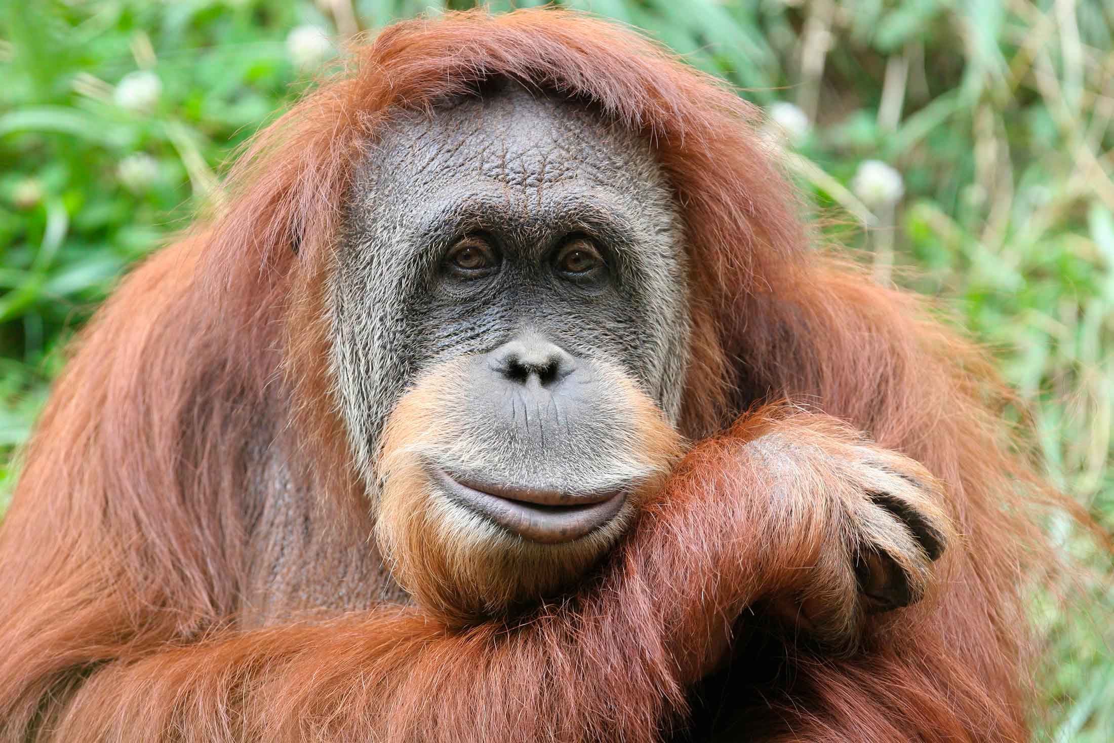 orangutan facing forward with green foliage in background