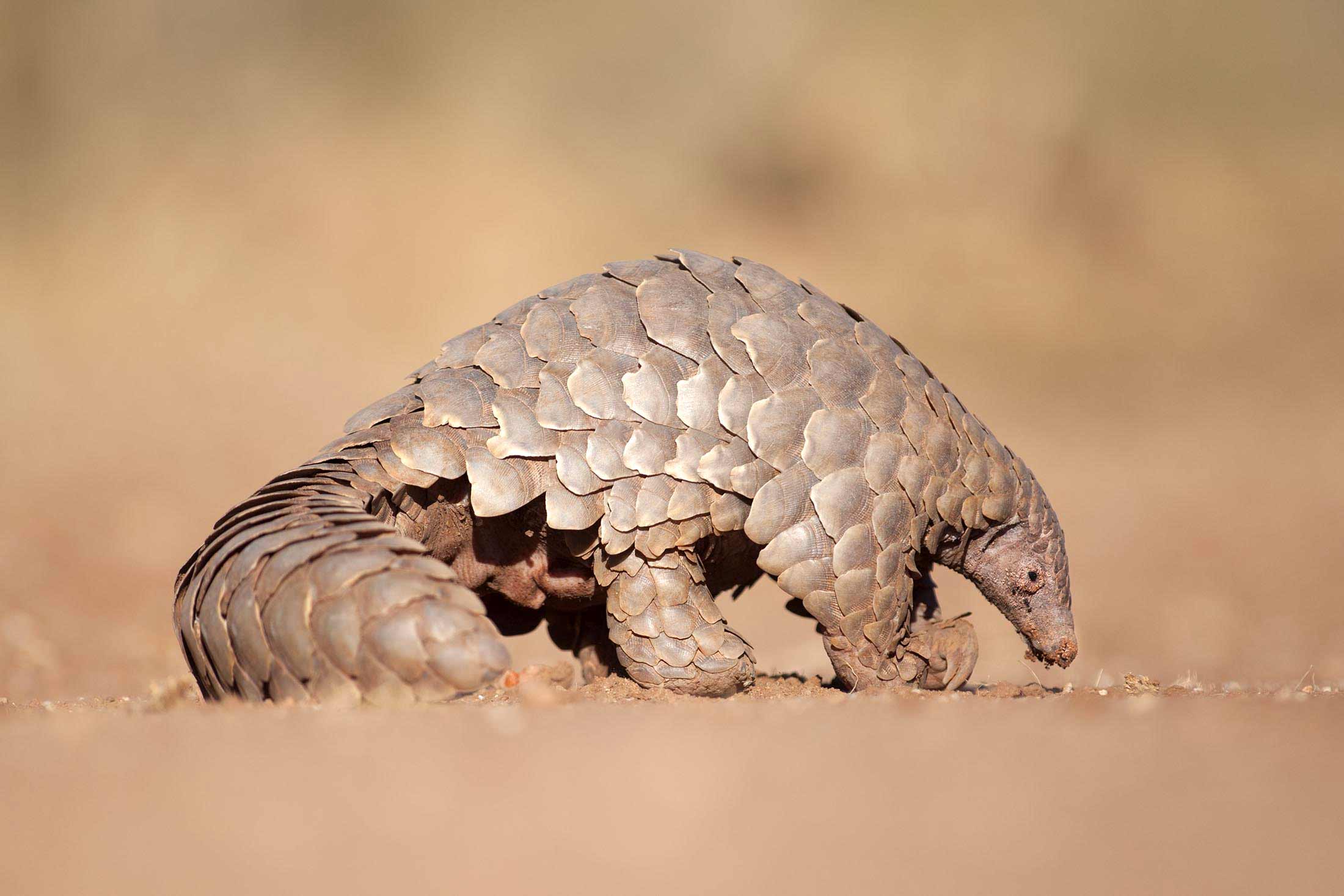 pangolin walking on a sandy surface