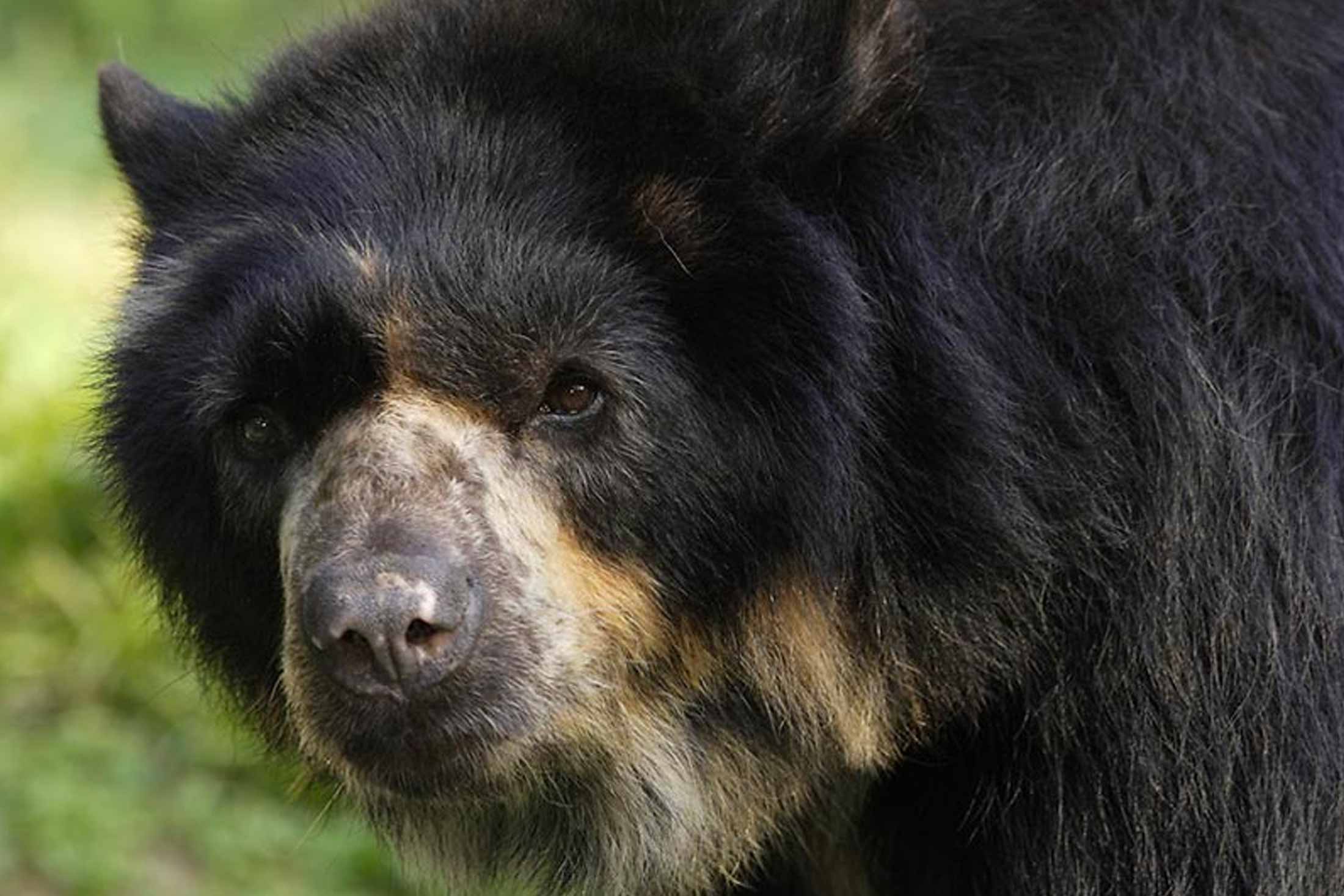 Andean bear