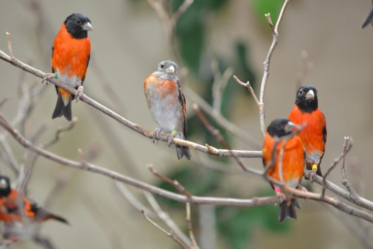 banded red siskins in tree