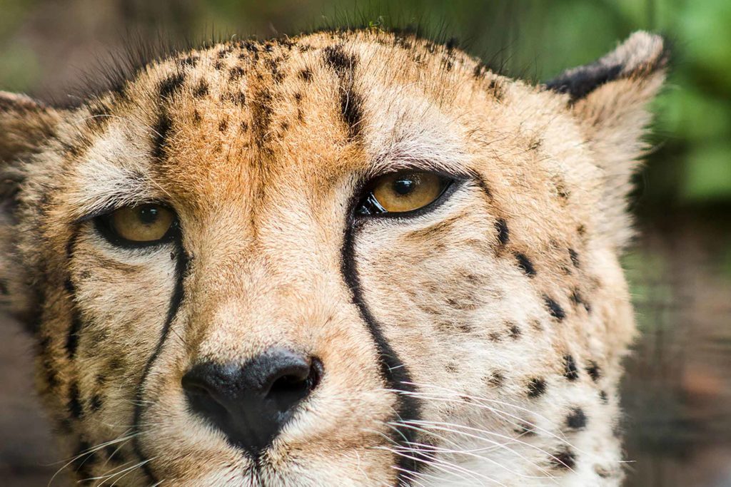 closeup of cheetah looking into camera