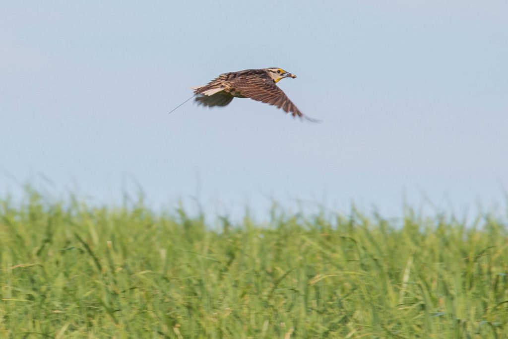 eastern meadowlark flying over grass