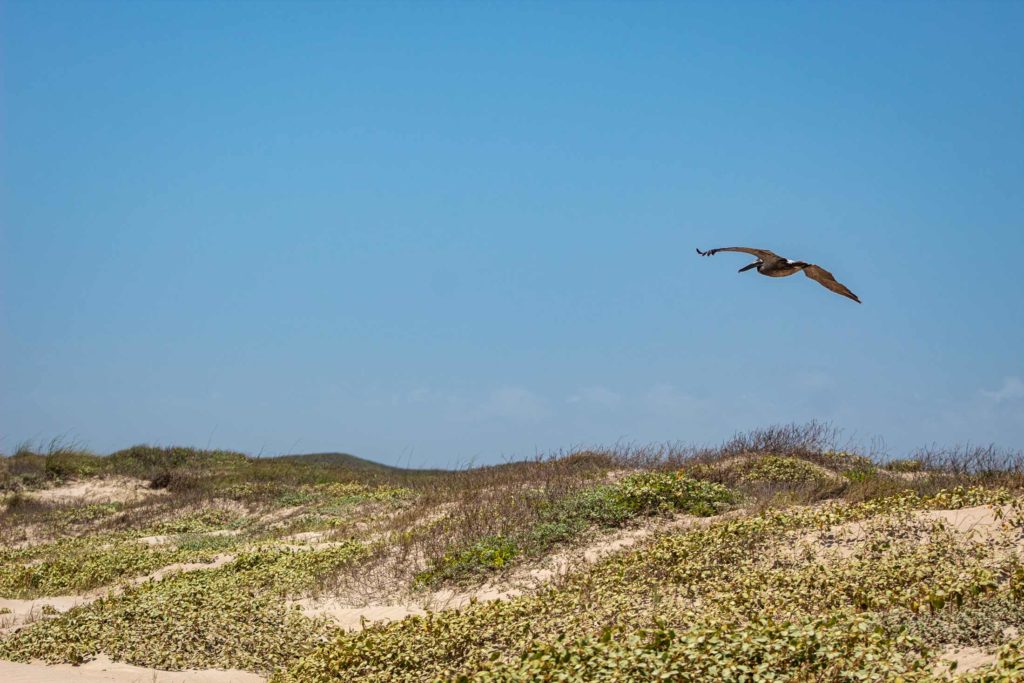 pelican flying over beach