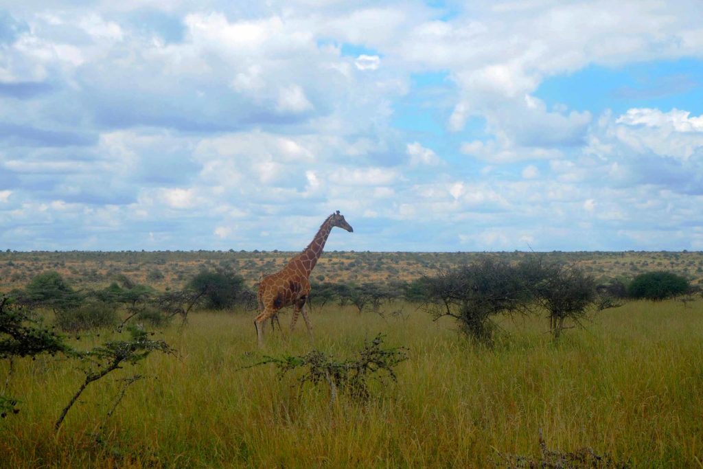 reticulated giraffe walking in tall grass with acacia trees in background
