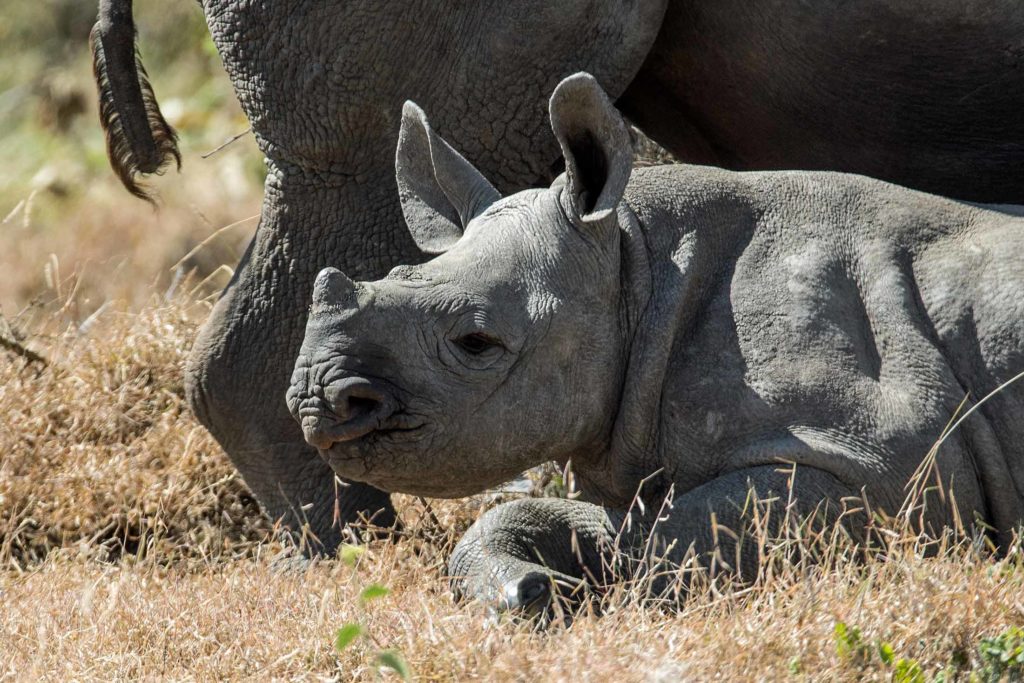 rhino calf in grass with mother in background