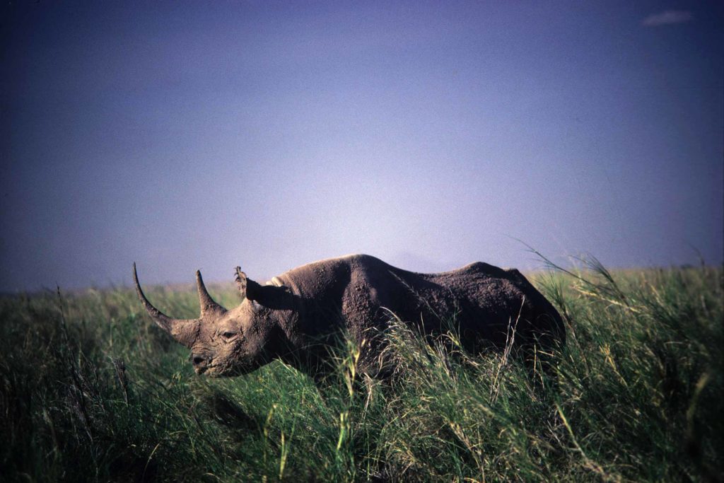 rhino standing in long grass with a dark sky in the background