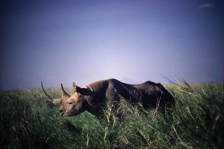 rhino standing in long grass with a dark sky in the background