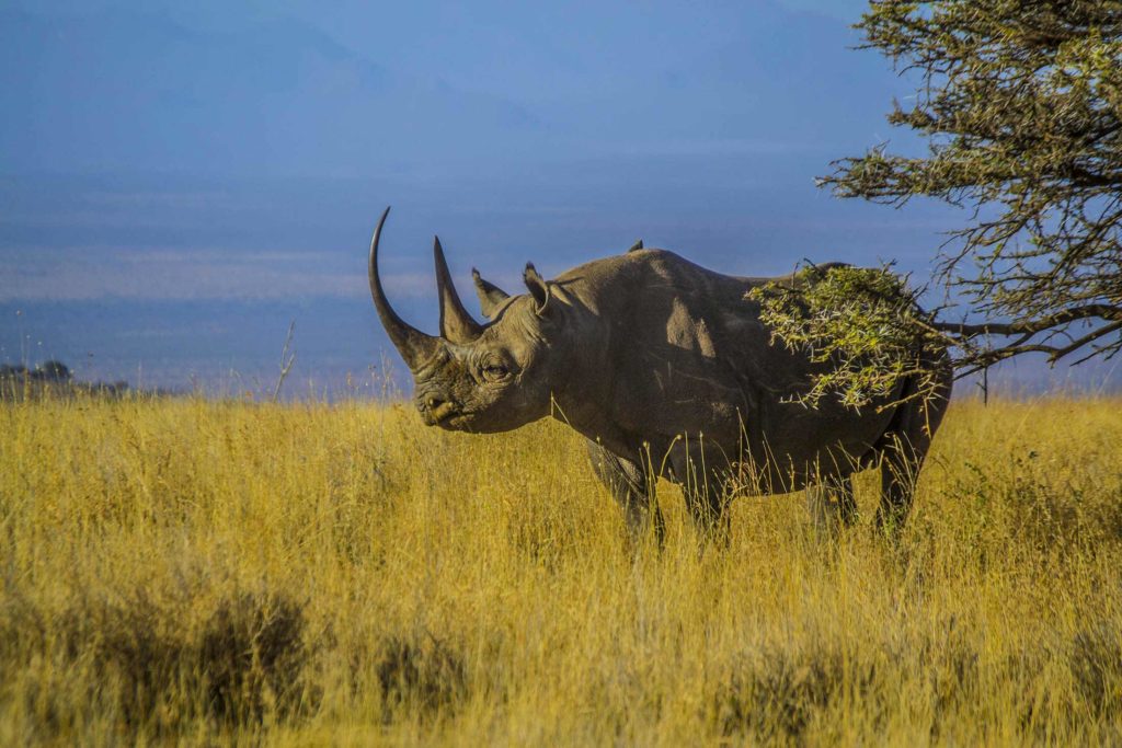 rhino in grass with acacia tree in foreground